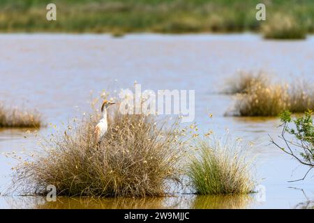 L'egret mangiatore di granchio o Ardeola ralloides è una specie di uccelli pelecaniformi della famiglia Ardeidae Foto Stock