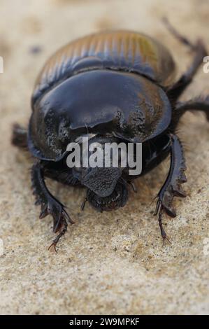 Primo piano verticale naturale su uno scarabeo nero del Minotauro, Typhaeus typhoeus con un corpo lucente Foto Stock