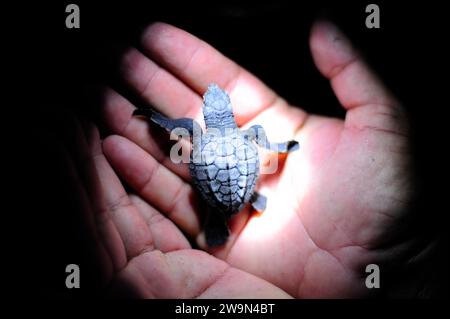 Una piccola tartaruga di mare siede nel palmo della mano di qualcuno prima che venga rilasciata nell'oceano nella piccola città di Madresal nel Chiapas, Messico. Foto Stock