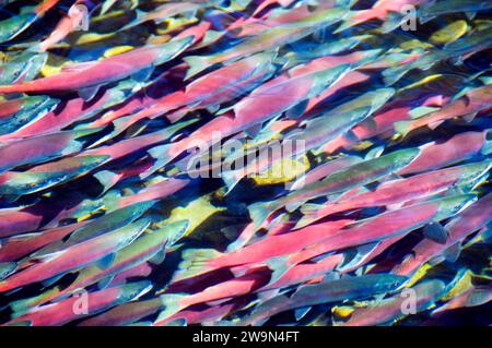 Centinaia di salmoni Kokanee sono nati a Taylor Creek, vicino a South Lake Tahoe, California. Foto Stock