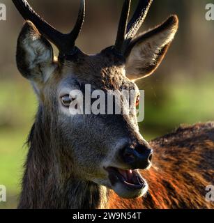 Il cervo rosso è una delle specie di cervo più grandi. Un cervo rosso maschio è chiamato uno stag o hart, e una femmina è chiamata una cotenna. Foto Stock