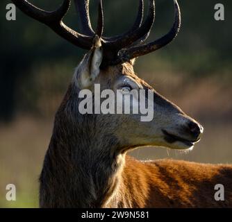 Il cervo rosso è una delle specie di cervo più grandi. Un cervo rosso maschio è chiamato uno stag o hart, e una femmina è chiamata una cotenna. Foto Stock