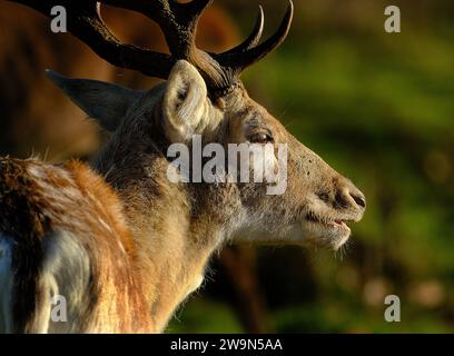 Il cervo rosso è una delle specie di cervo più grandi. Un cervo rosso maschio è chiamato uno stag o hart, e una femmina è chiamata una cotenna. Foto Stock