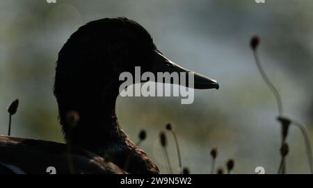 Mallard duch con silhouette sul lago. Foto Stock