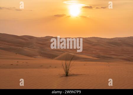 Panorama di dune di sabbia di colore arancione e rosso del deserto arabo, con una pianta desertica in primo piano. Tramonto giallo. Foto Stock