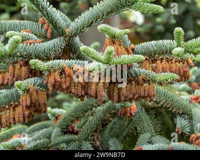 Fiori su un abete spagnolo, Abies pinsapo Foto Stock