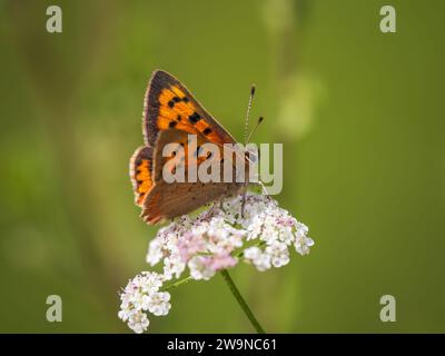 Piccola farfalla di rame che si nutre di prezzemolo mucca Foto Stock