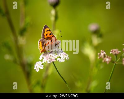 Piccola farfalla di rame che si nutre di prezzemolo mucca Foto Stock