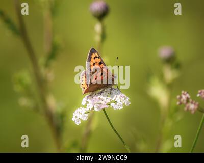 Piccola farfalla di rame che si nutre di prezzemolo mucca Foto Stock