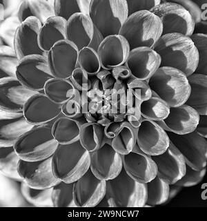 Una cornice che riempie in primo piano un fiore di Dahlia Foto Stock