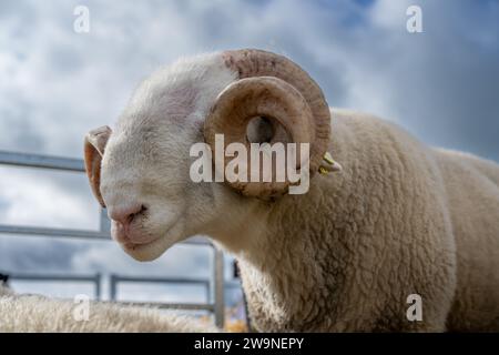 Mostrando White affrontò Woodland RAM al Westmorland County Show, Cumbria, Regno Unito. Foto Stock