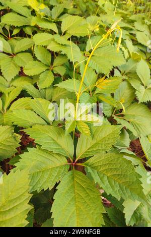 Sfondo verde naturale da foglie verdi di uva decorativa. Colore naturale delle foglie d'uva alla luce del giorno Foto Stock