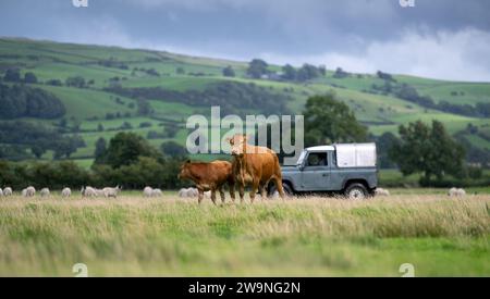 Agricoltore che guida la sua Land Rover intorno al campo mentre controlla il bestiame. Cumbria, Regno Unito. Foto Stock