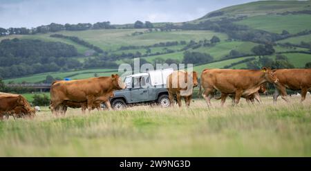 Agricoltore che guida la sua Land Rover intorno al campo mentre controlla il bestiame. Cumbria, Regno Unito. Foto Stock