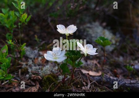 Fiori di cloudberry Foto Stock