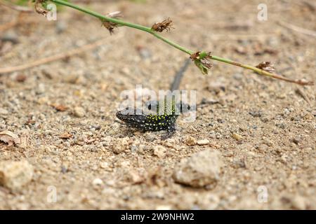 Common Wall Lizrad Foto Stock