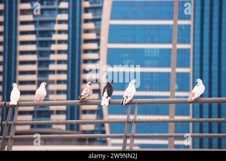 Baku. Azerbaigian. 05.01.2021. I piccioni di colori diversi si trovano sulla ringhiera. Foto Stock