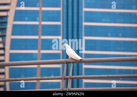 Baku. Azerbaigian. 05.01.2021. Una bella colomba bianca si trova sulla ringhiera. Foto Stock