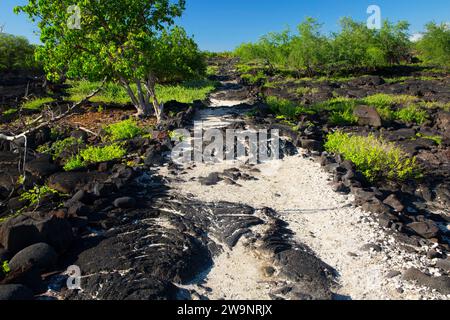 Sentiero storico nazionale di ala Kahakai, Puuhonua o Honaunau National Historical Park, Hawaii Foto Stock