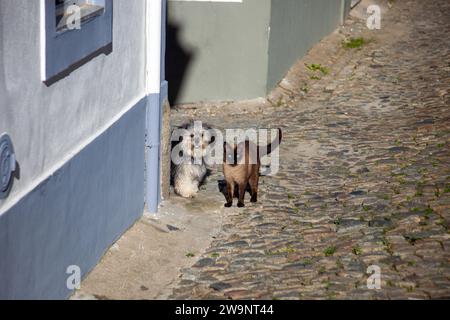 Adorabile gatto siamese e carino cane che sbircia dietro l'angolo. Un momento di curiosità animale e dolcezza. Foto Stock