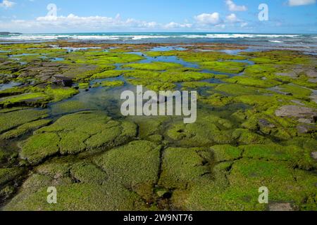 Honokohau Beach tidepool, Ala Kahakai National Historic Trail, Kaloko-Honokohau National Historical Park, Hawaii Foto Stock