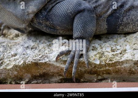 Primo piano di un'iguana che giace al sole. Foto Stock