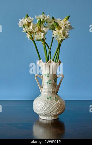 Stella di Betlemme delicati fiori bianchi. In un vaso Belleek bianco con piccoli sciamassi verdi o quadrifoglio su un tavolo di legno, sfondo blu. Foto Stock