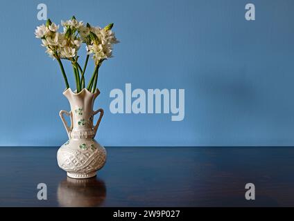 Stella di Betlemme delicati fiori bianchi. In un vaso Belleek bianco con piccoli sciamassi verdi o quadrifoglio. e sfondo blu. Foto Stock