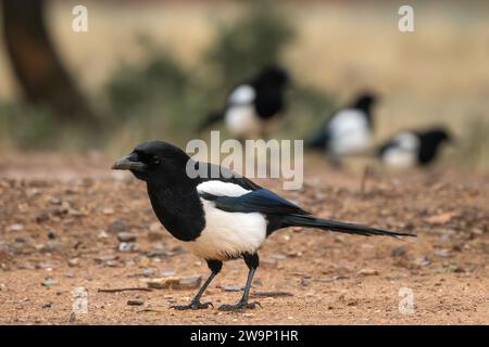 European Magpie - Pica pica, uccello bianco e nero comune arroccato proveniente dai giardini e dalle foreste europee, Andalusia, Spagna. Foto Stock