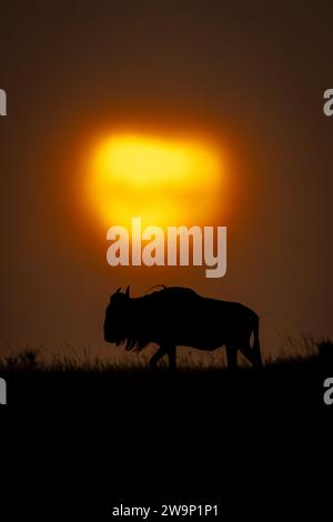 Il GNU blu all'orizzonte passa davanti al tramonto nuvoloso Foto Stock
