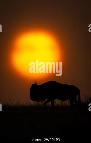 La GNU blu all'orizzonte passa davanti al tramonto nebbioso Foto Stock