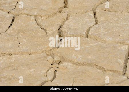 Vista dettagliata del terreno asciutto e fessurato in un ambiente erboso, che mostra texture e motivi. Foto Stock