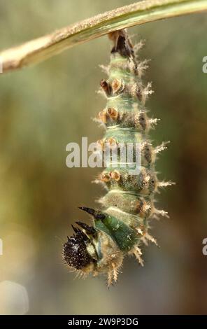 Piccola tartaruga (Aglais orticae) che diventa crisalide. Foto Stock