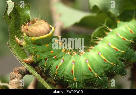 La falma di Polifemo (Antheraea polifemo) è una falena originaria del Nord America. Caterpillar mangiare foglia di quercia. Foto Stock