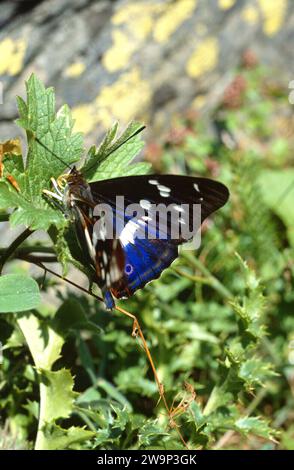 L'imperatore porpora (Apatura iris) è una farfalla originaria dell'Eurasia. Foto Stock