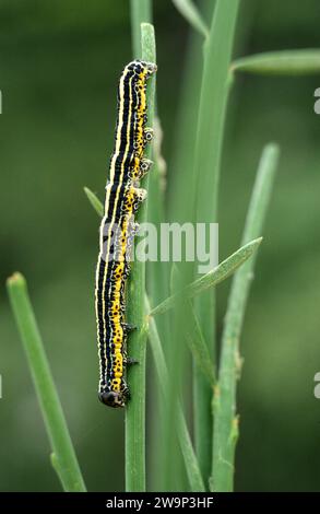 Lo spettro degli Apopestes è una falena originaria del bacino mediterraneo. Caterpillar. Foto Stock