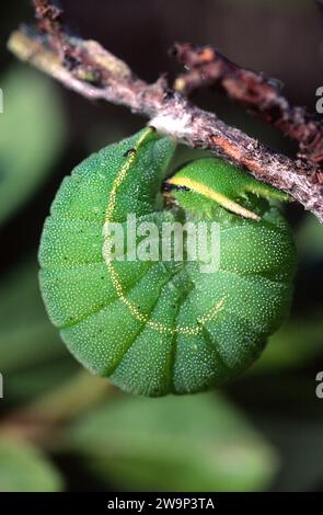 Il Pasha a due code (Charaxes jasius) è una farfalla originaria dell'Europa meridionale e dell'Africa. Caterpillar pronto a fare il crisalide. Foto Stock