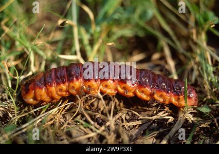 La falena di capra (Cossus cossus) è una falena originaria dell'Eurasia e del Nord Africa. Caterpillar. Foto Stock