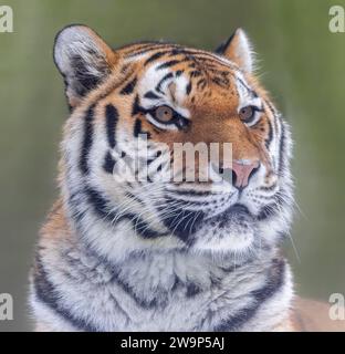 Vista ravvicinata di una tigre siberiana (Panthera tigris altaica) Foto Stock