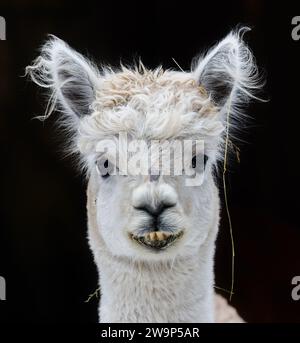 Vista ravvicinata di un giovane Alpaca - isolato di fronte a sfondo nero Foto Stock