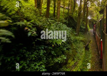 Treno rosso d'epoca che passa dalla foresta verde dell'area forestale nazionale di Alishan a Chiayi, Taiwan Foto Stock