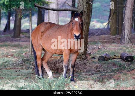 Un pony marrone della New Forest con una fronte bianca che si erge sull'erba sotto gli alberi Foto Stock