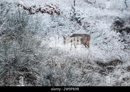 Ritratto di caprioli su sfondo invernale con neve e piante ghiacciate - concetto di stagionalità, fauna selvatica in inverno, difficoltà alla ricerca di nutrienti Foto Stock