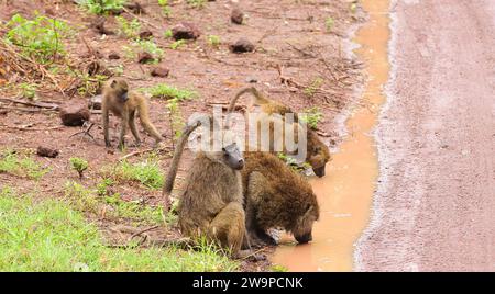 Gruppo di babbuini d'oliva che bevono da una pozzanghera (nome scientifico: papio anubis, o Nyani in Swaheli) nel parco nazionale del lago Manyara, Tanzania Foto Stock