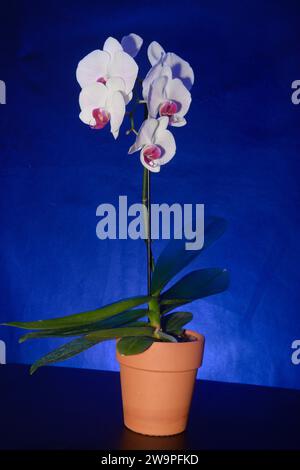 Natura morta di orchidea col, petalo bianco con vene blu tenue o linee di labbro viola, bianco, nero e giallo su terreno nero blu Foto Stock