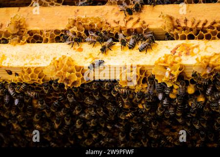 Api in un alveare artificiale. Foto Stock