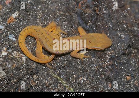 Primo piano naturale su un giovane Notophthalmus viridescens o Red Spotted Eastern Broken-Striped Peninsula Newt Foto Stock