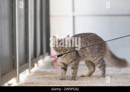 Hunting Cat gioca a un colorato giocattolo con le piume a casa Foto Stock