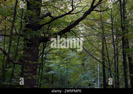 un corvo grigio si trova su un ramo di quercia nel parco. Foto Stock