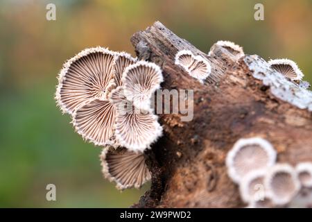 Gill spaccato (comune di Schizophyllum), che cresce su legno morto nella foresta, Velbert, Germania Foto Stock